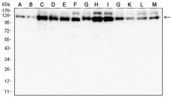 1 - Anti-USP7 Antibody AP96111