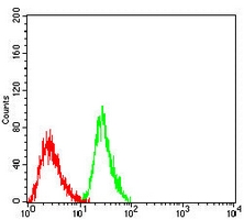 4 - Anti-VASP Antibody AP96112
