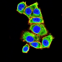 3 - Anti-VASP Antibody AP96112