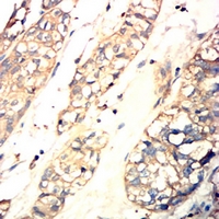 19 - Anti-VASP Antibody AP96112