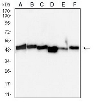 1 - Anti-VASP Antibody AP96112