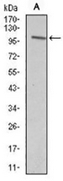 1 - Anti-VAV1 Antibody AP96113