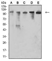 1 - Anti-CD106 Antibody AP96114