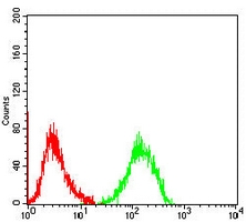 4 - Anti-VCP Antibody AP96115
