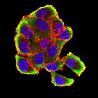 3 - Anti-VCP Antibody AP96115