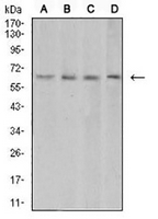 1 - Anti-VEGFA Antibody AP96116