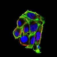 3 - Anti-Villin Antibody AP96117