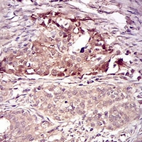 19 - Anti-Villin Antibody AP96117