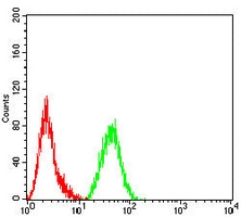 4 - Anti-Vimentin Antibody AP96118