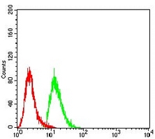 4 - Anti-WTAP Antibody AP96120