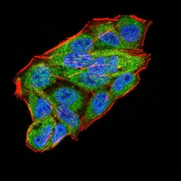 3 - Anti-WTAP Antibody AP96120