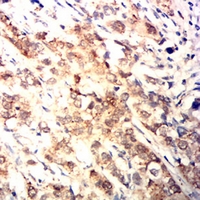 19 - Anti-XRCC1 Antibody AP96122