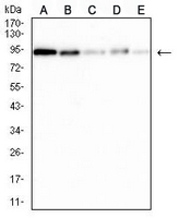 1 - Anti-XRCC1 Antibody AP96122