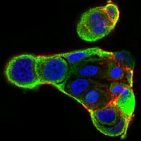 3 - Anti-Ku70 Antibody AP96123