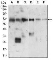 1 - Anti-Ku70 Antibody AP96123