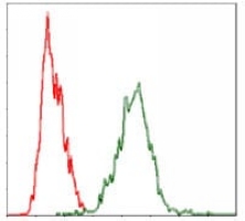 4 - Anti-YAP1 Antibody AP96124