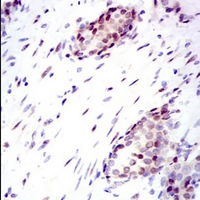 19 - Anti-YAP1 Antibody AP96124