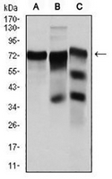 1 - Anti-YAP1 Antibody AP96124
