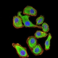 3 - Anti-14-3-3 beta Antibody AP96125