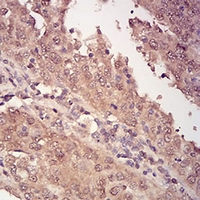 19 - Anti-14-3-3 beta Antibody AP96125