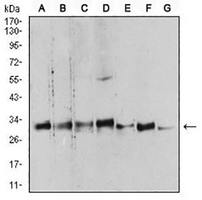 1 - Anti-14-3-3 beta Antibody AP96125