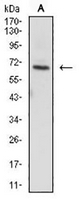 1 - Anti-ZAP70 Antibody AP96126