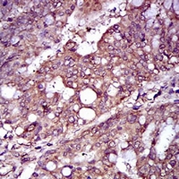 19 - Anti-REX-1 Antibody AP96127