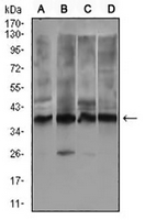 1 - Anti-REX-1 Antibody AP96127