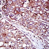 19 - Anti-REX-1 Antibody AP96128