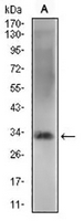 1 - Anti-REX-1 Antibody AP96128