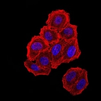 3 - Anti-ZFP91 Antibody AP96129