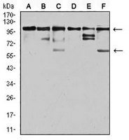 1 - Anti-ZFP91 Antibody AP96129