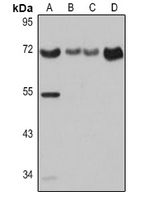 1 - Anti-CD86 Antibody AP96130