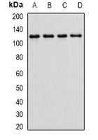 1 - Anti-Alpha E-catenin Antibody AP96131