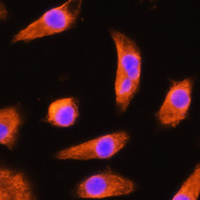 3 - Anti-GSTP1 Antibody AP96132