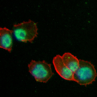 3 - Anti-NANOG Antibody AP96133