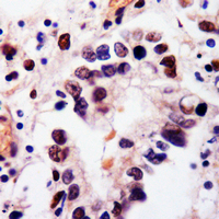 19 - Anti-NANOG Antibody AP96133