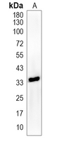 1 - Anti-NANOG Antibody AP96133