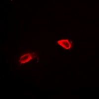 3 - Anti-CD34 Antibody AP96134