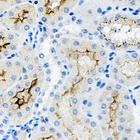 19 - Anti-CD34 Antibody AP96134