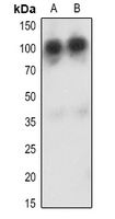 1 - Anti-CD34 Antibody AP96134