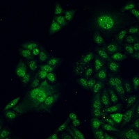 3 - Anti-STAT3 Antibody AP96137