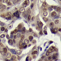19 - Anti-STAT3 Antibody AP96137