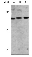 1 - Anti-STAT3 Antibody AP96137