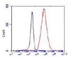 4 - Anti-COX4-1 Antibody AP96139