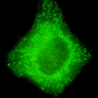 3 - Anti-COX4-1 Antibody AP96139