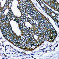 19 - Anti-COX4-1 Antibody AP96139