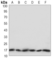 1 - Anti-COX4-1 Antibody AP96139