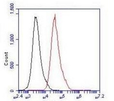 4 - Anti-SMAD5 Antibody AP96140