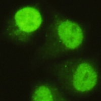 3 - Anti-SMAD5 Antibody AP96140